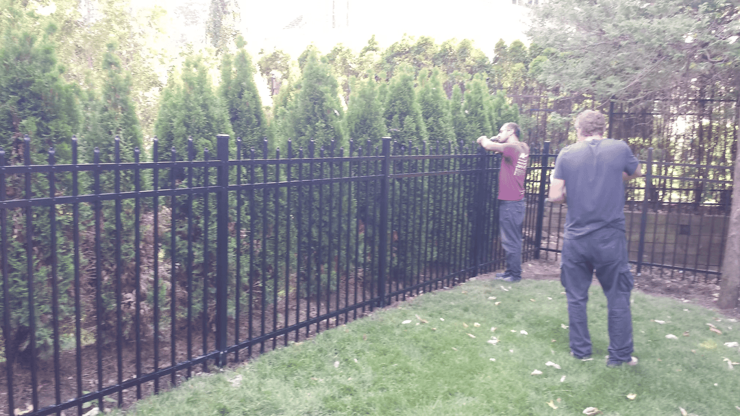Two workers installing a black metal fence alongside a row of tall green shrubs.
